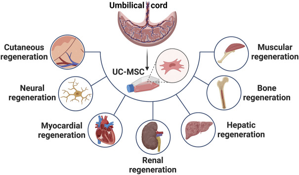 臍帶間充質干細胞在治療皮膚、神經、心肌、腎臟、肝臟、骨骼和肌肉功能障礙等多種疾病中的應用