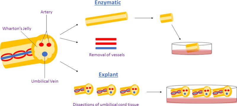 圖1：用于獲得沃頓膠衍生間充質干細胞的酶促與外植體方法。