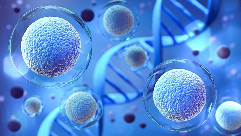 干細(xì)胞如何用于生物醫(yī)學(xué)研究和治療？