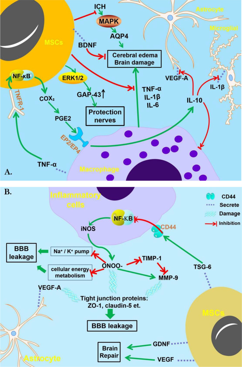 圖2：間充質干細胞治療腦出血的機制。