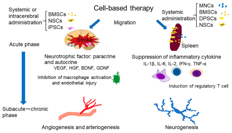 圖1：干細(xì)胞療法治療中風(fēng)的機(jī)制概述。