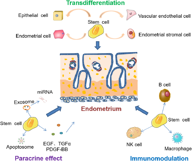 圖3：干細胞修復子宮內膜損傷的機制
