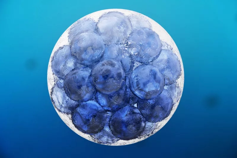 什么是組織干細胞？