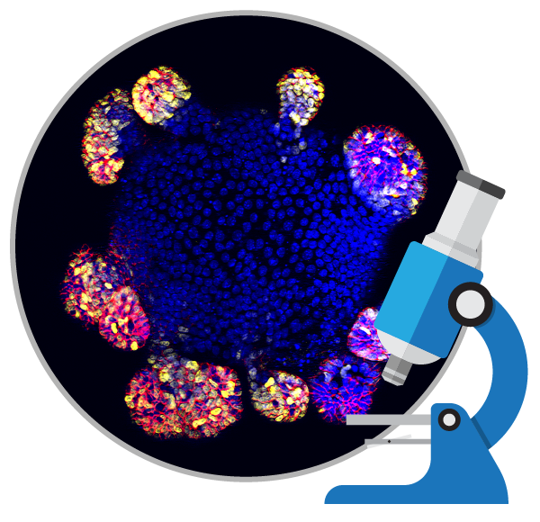 消除所謂的干細胞療法是真的包治百病的神話！