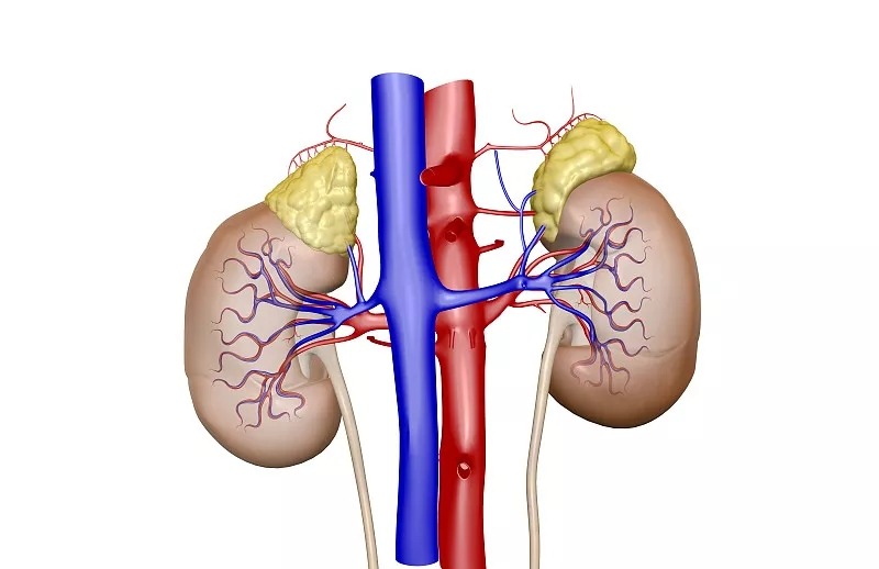 間充質(zhì)干細胞治療急性/慢性腎臟病的潛力和療效
