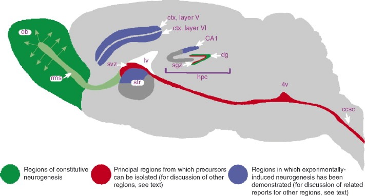 神經干細胞是什么類型的干細胞