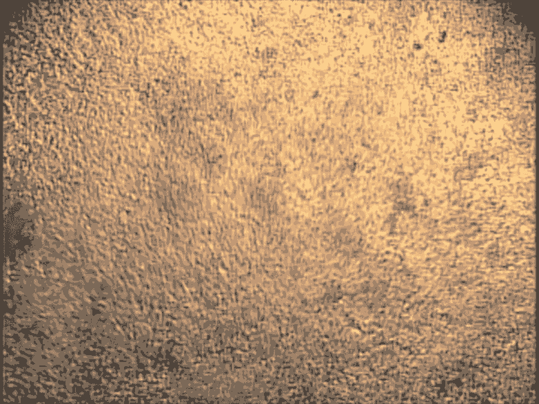 這些心臟細(xì)胞是從培養(yǎng)皿中的干細(xì)胞中培養(yǎng)出來的，可用于研究心臟的跳動節(jié)律。