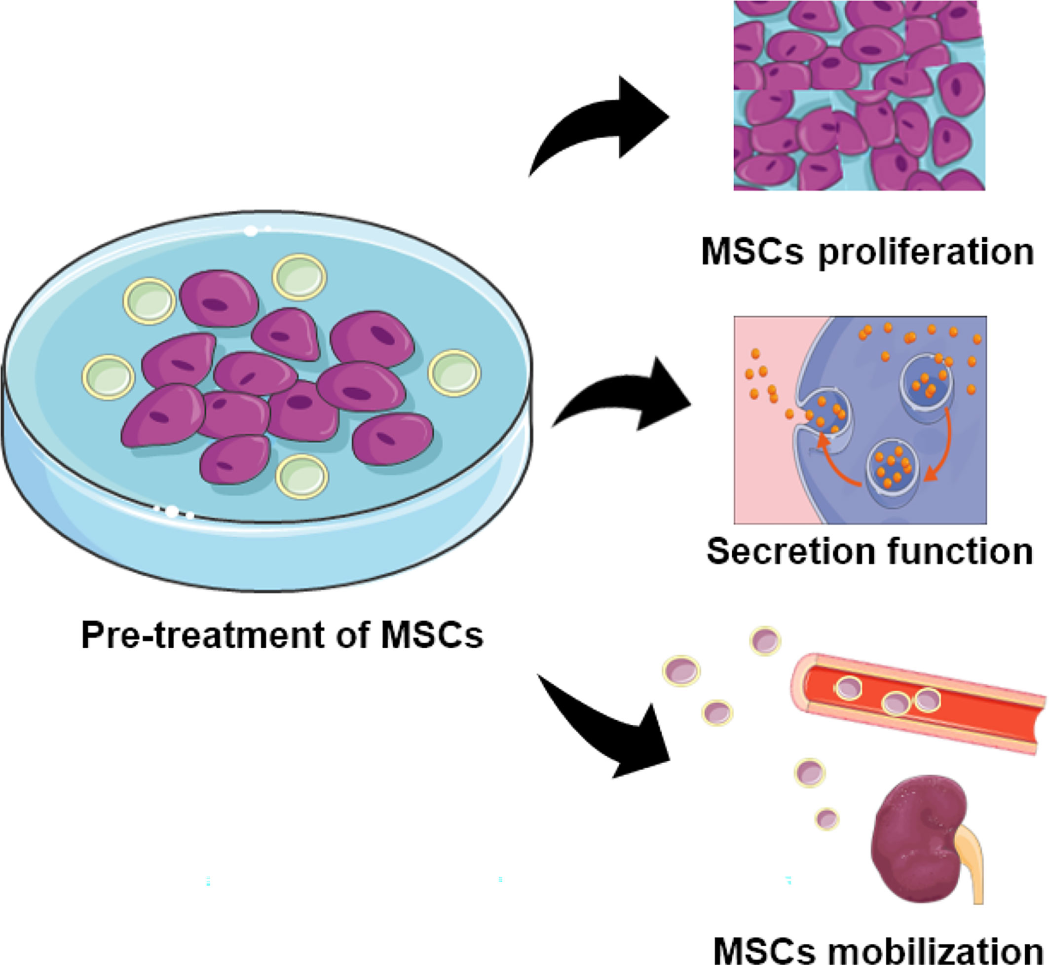 圖2：用特定物質預處理的MSCs的功能。預處理的MSC表現出增強的增殖、分泌和定位能力