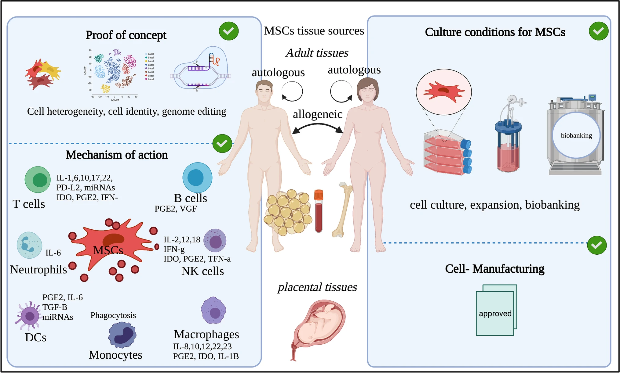 圖1：間充質(zhì)干細(xì)胞的來源和四個(gè)重點(diǎn)領(lǐng)域的示意圖。