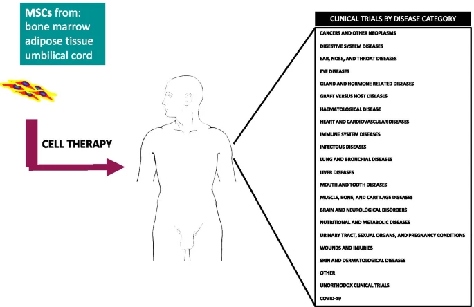 間充質(zhì)干細(xì)胞的臨床試驗(yàn)呈指數(shù)增長：近六年來進(jìn)展如何？