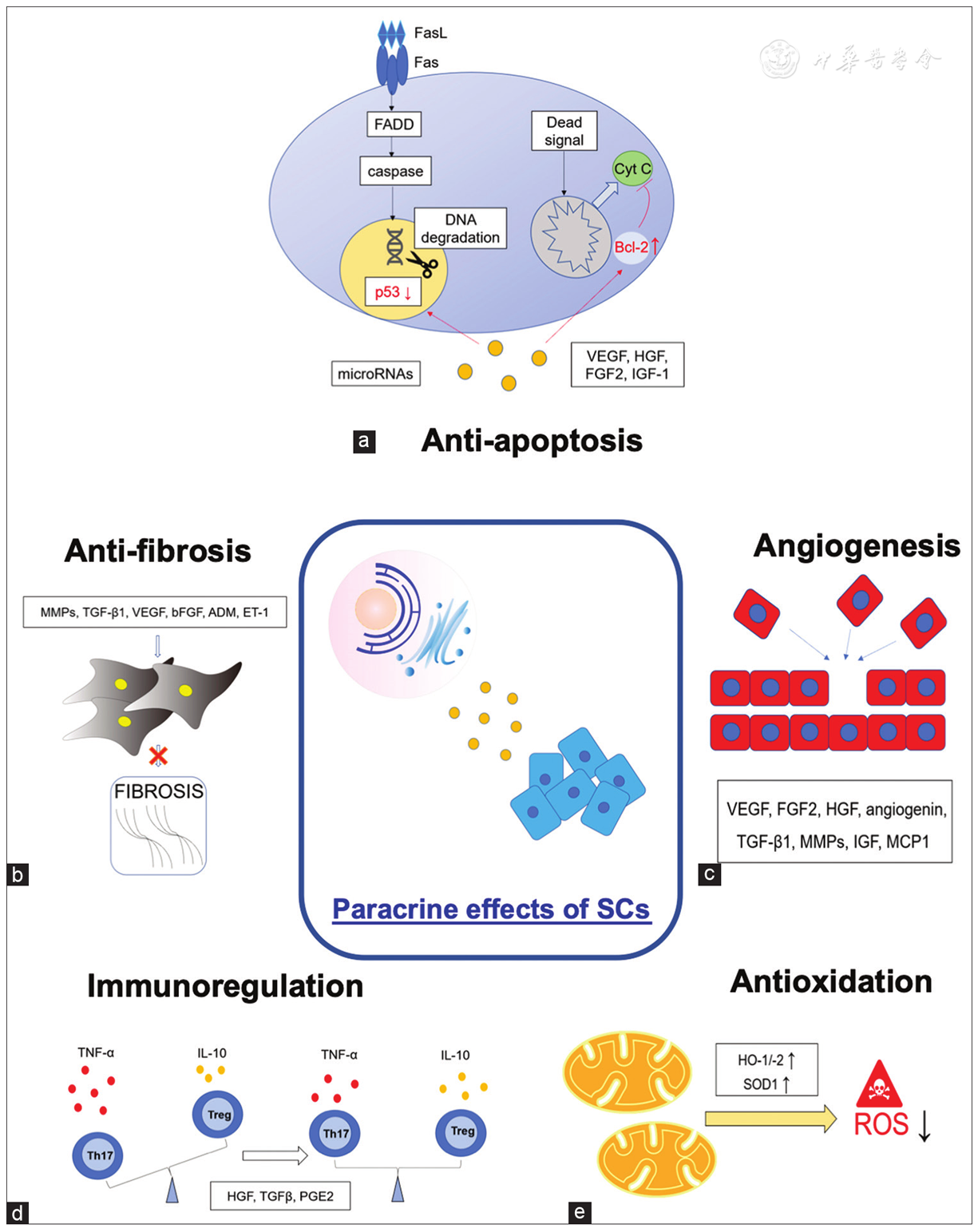 圖3：干細(xì)胞療法中涉及的旁分泌機(jī)制。