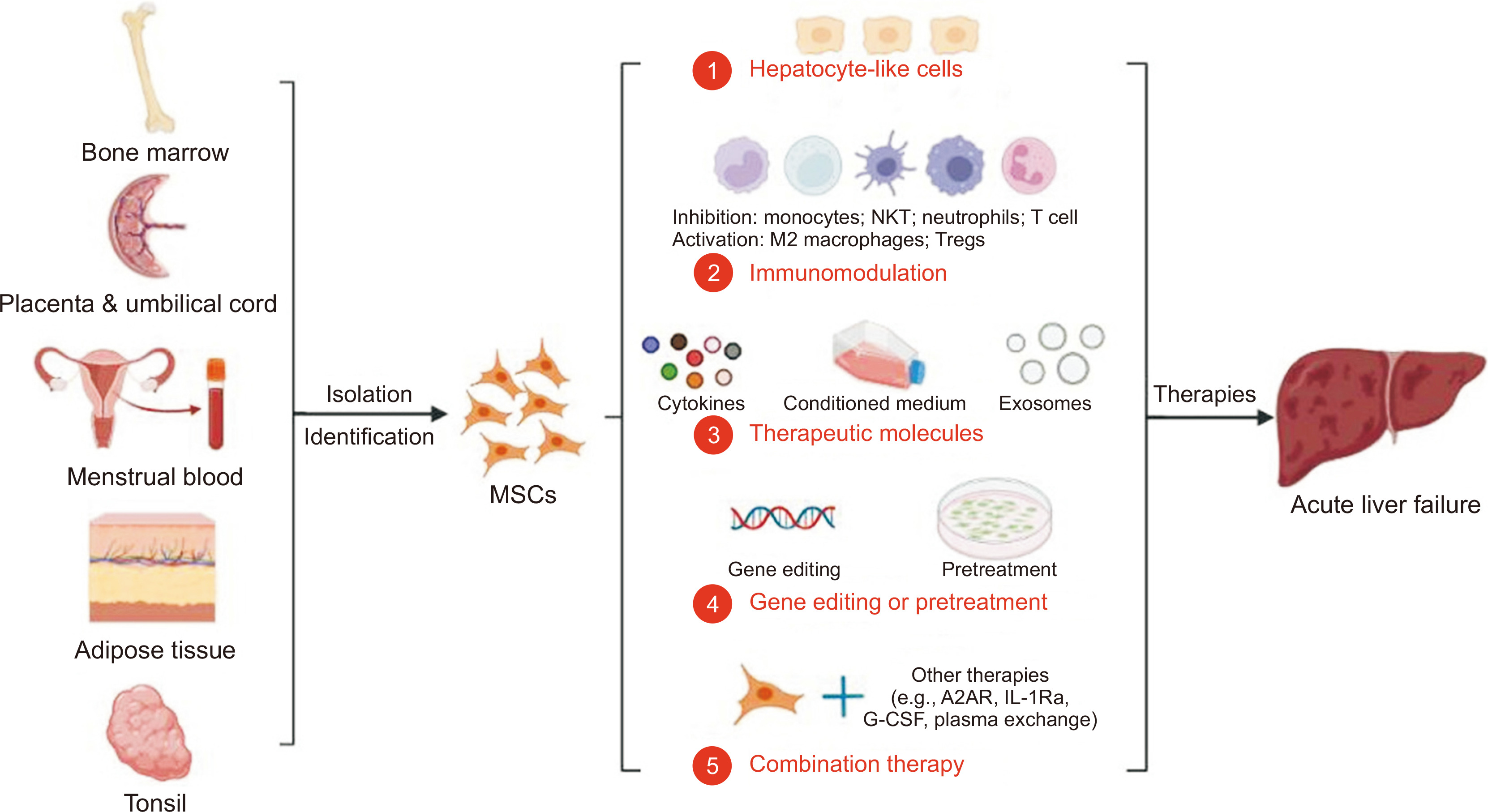 間充質干細胞（MSCs）治療急性肝功能衰竭的機制和程序改進