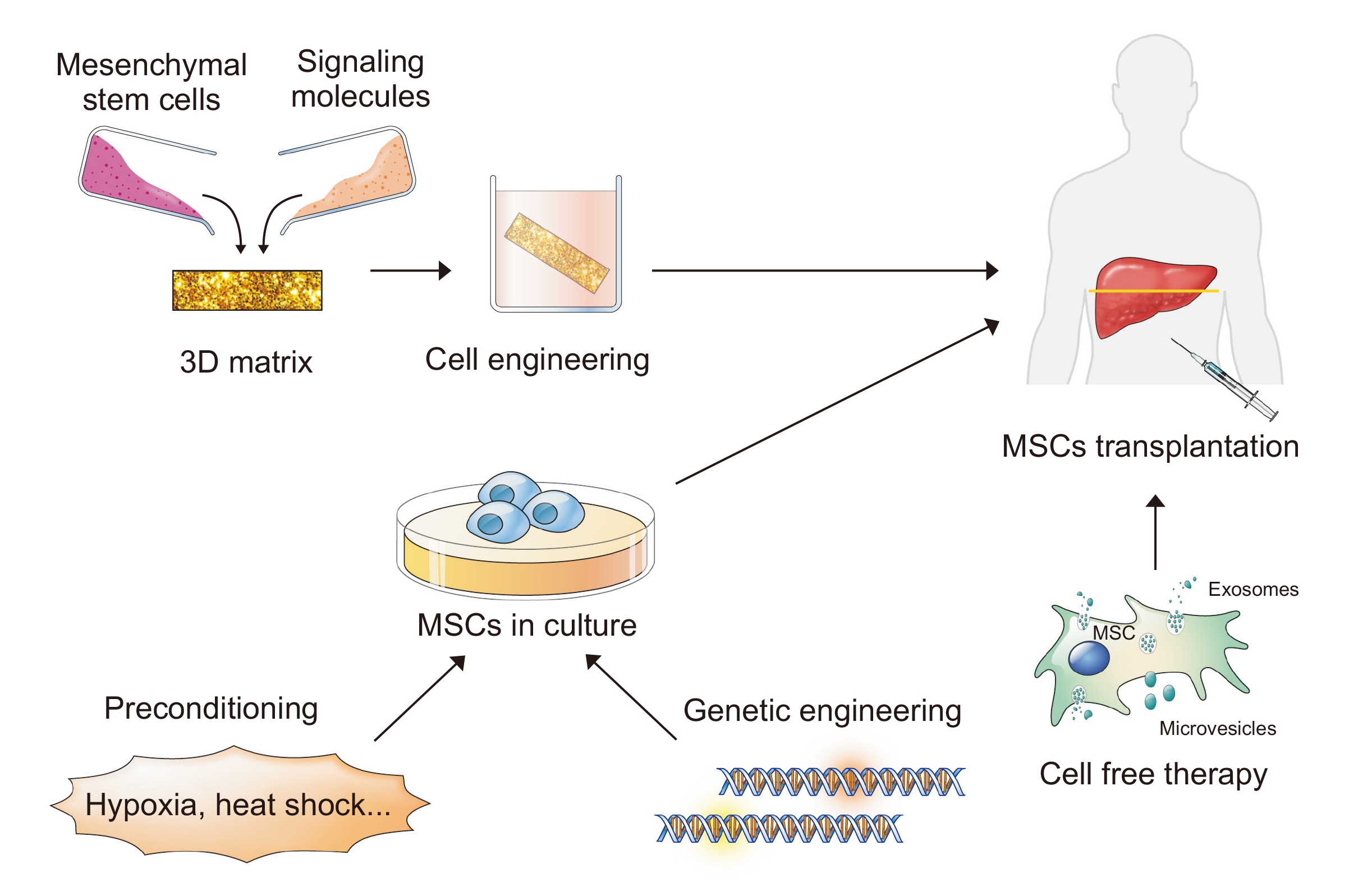 提高間充質(zhì)干細(xì)胞（MSC）療法療效的策略。