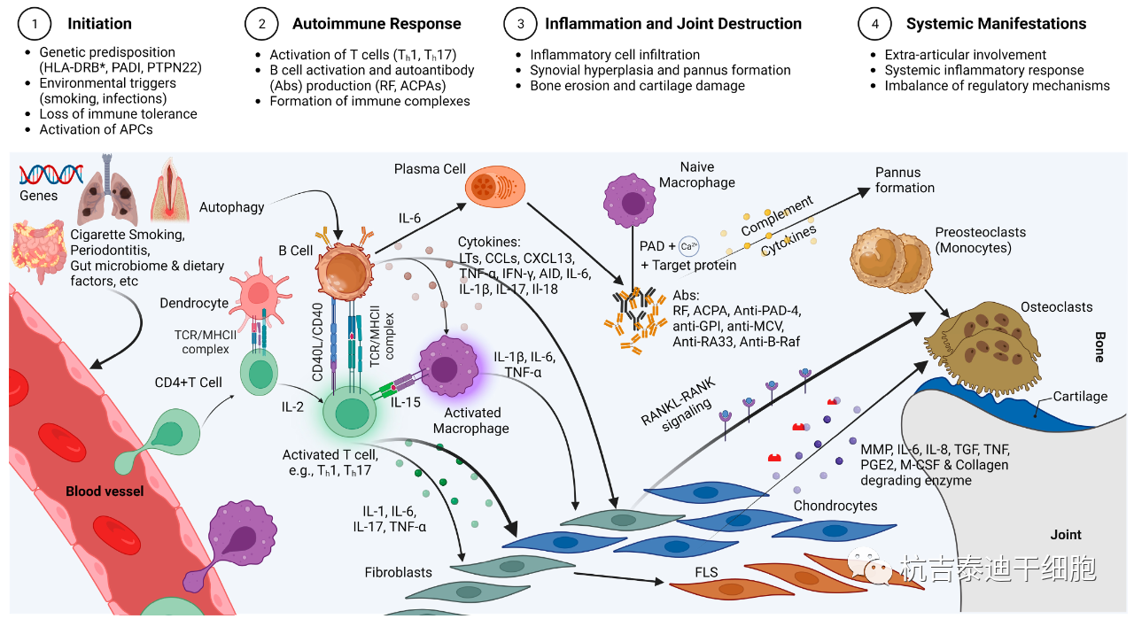 圖1：RA的免疫發(fā)病機(jī)制示意圖，強(qiáng)調(diào)了在RA發(fā)展中發(fā)揮關(guān)鍵作用的各種細(xì)胞和分子因素的復(fù)雜相互作用。