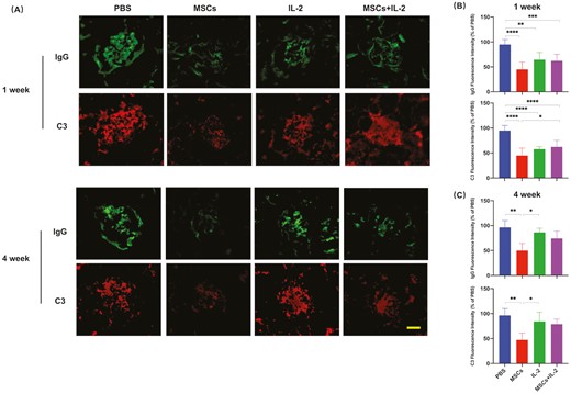 圖3：UC-MSCs治療維持了對免疫復合物沉積的長期抑制