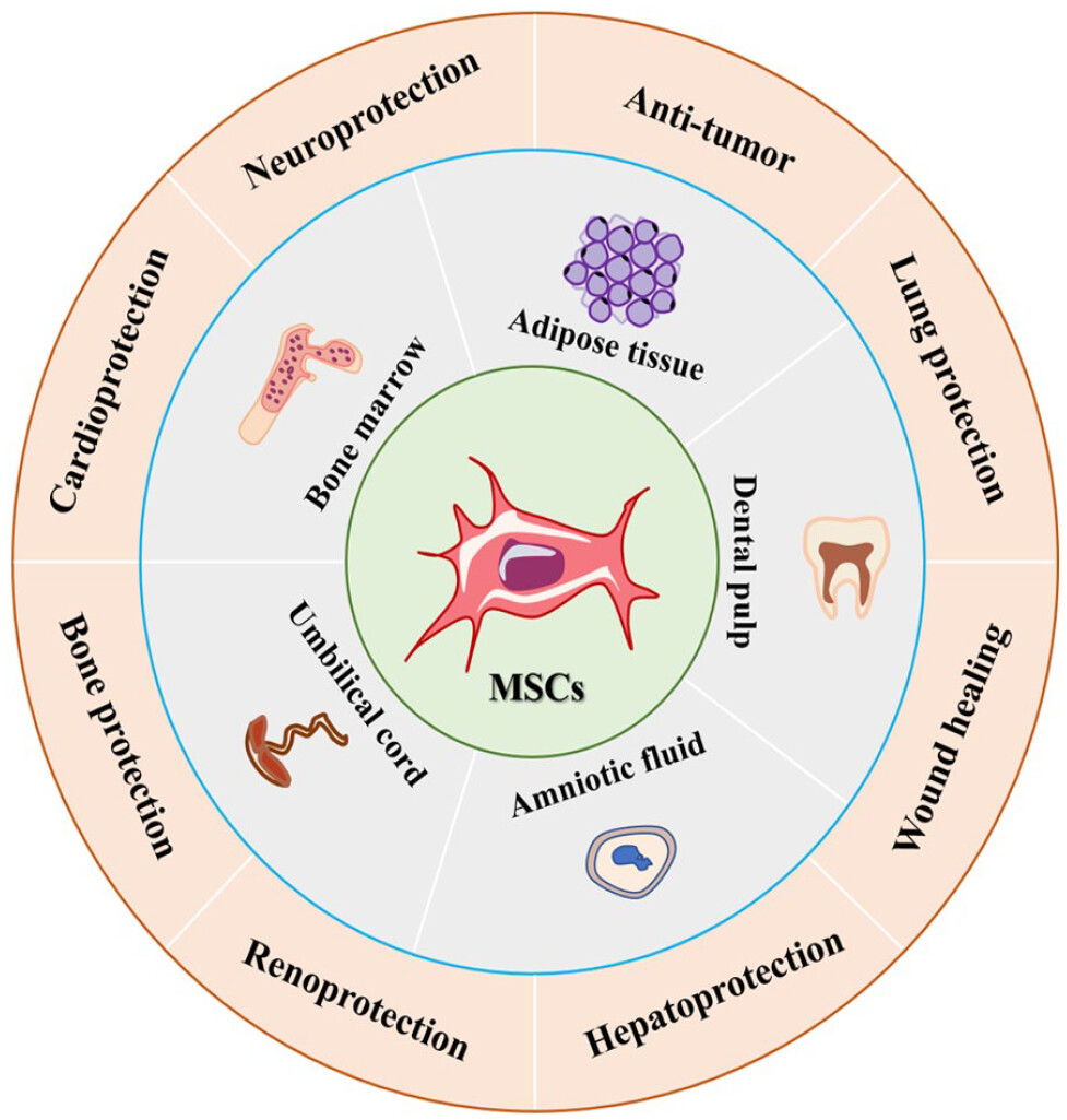 圖1：間充質干細胞的來源和應用。