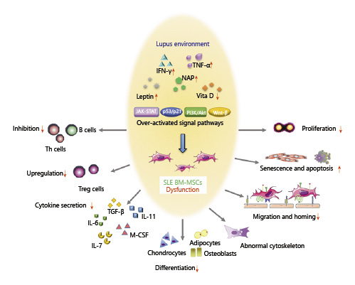 SLE中BM-MSC的功能障礙。來自狼瘡小鼠或患者的BM-MSC表現出遷移、增殖、分化和免疫調節能力受損，并且衰老加劇。SLE中體內炎癥環境異常以及JAK-STAT、p53/p21、PI3K/Akt、Wnt/beta-catenin等信號通路的異常可能與BM-MSCs的缺陷有關。