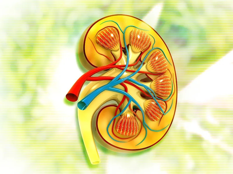 關于第3期腎病，您應該知道的一切