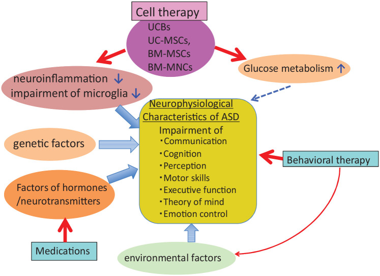 圖1：ASD的病理生理學和治療。