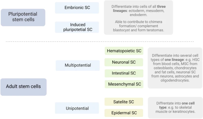 圖2：干細胞根據分化潛能進行分裂。
