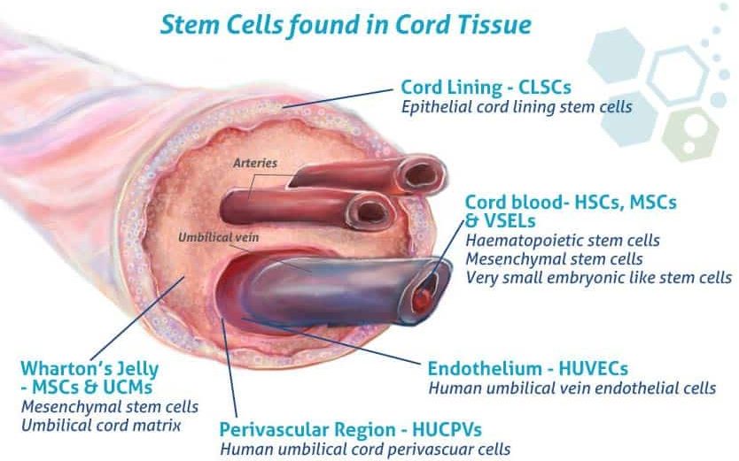 沃頓果凍間充質(zhì)干細胞 (WJ-MSCs)