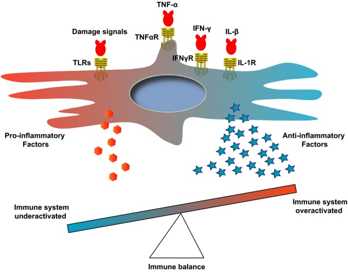 圖2:顯示免疫系統平衡的表格 圖2:顯示免疫系統平衡的表格