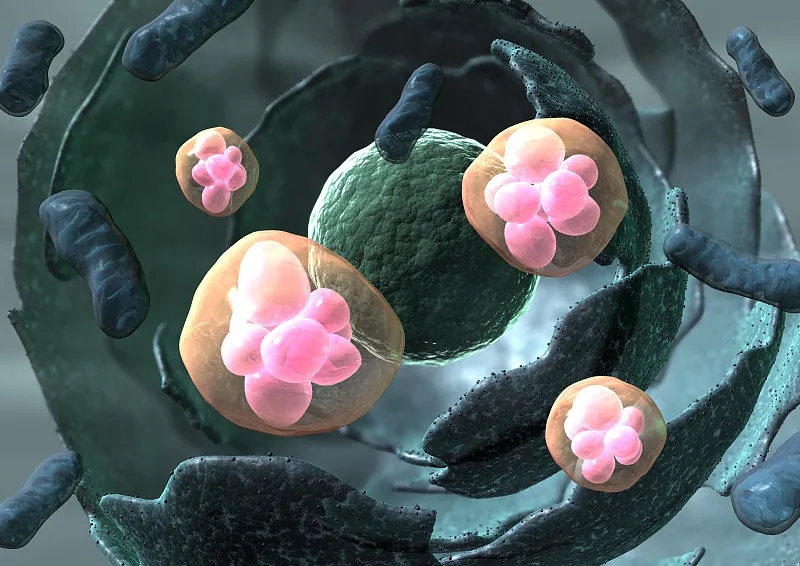 用于治療疾病的干細(xì)胞有哪些不同類型?