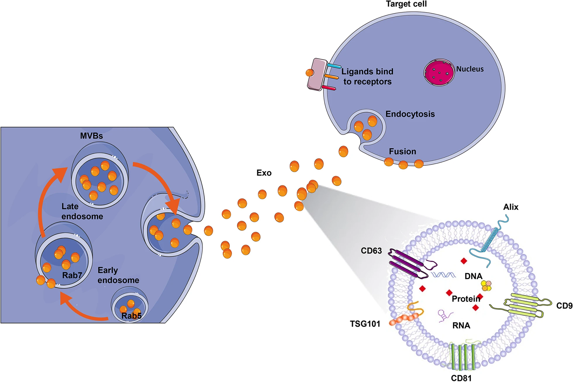 圖2：外泌體生物合成和配體受體結合的示意圖。