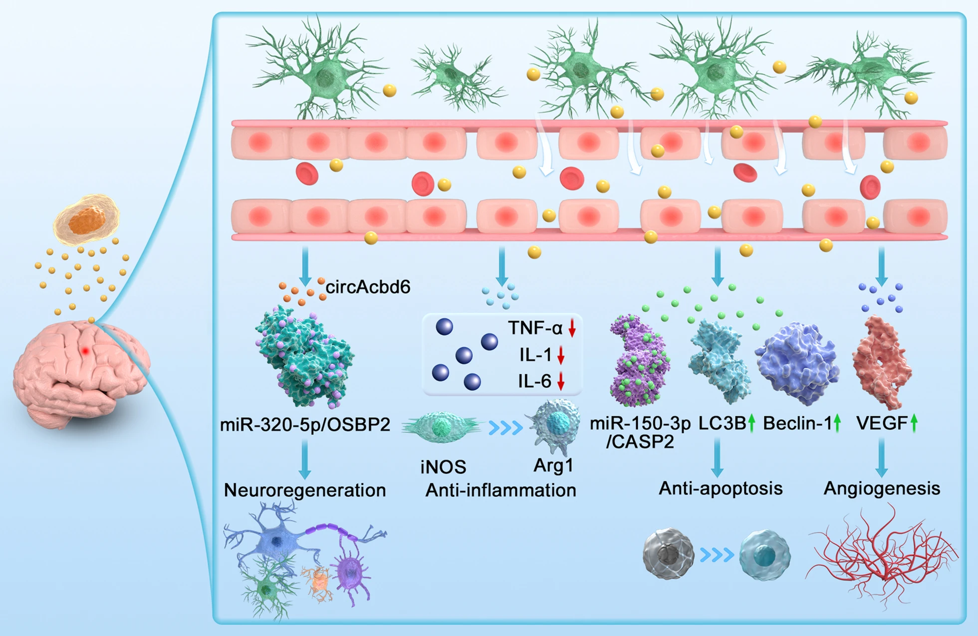 圖3：神經干細胞外泌體治療創傷性腦損傷作用機制示意圖
