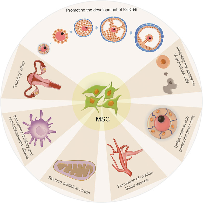 圖2：間充質干細胞治療卵巢早衰的機制