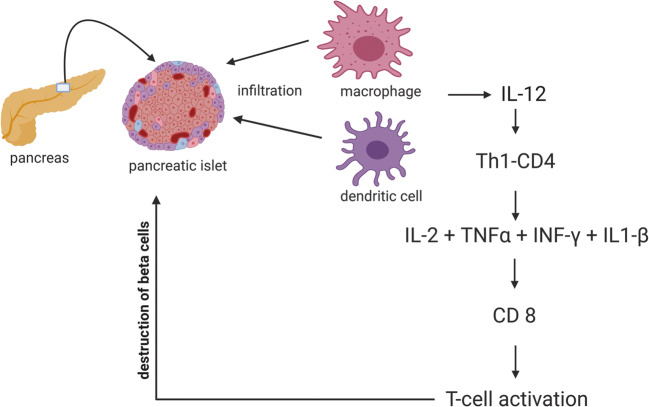 圖1：T1DM中通過巨噬細胞和樹突狀細胞分泌的細胞因子級聯表現出的自身免疫機制