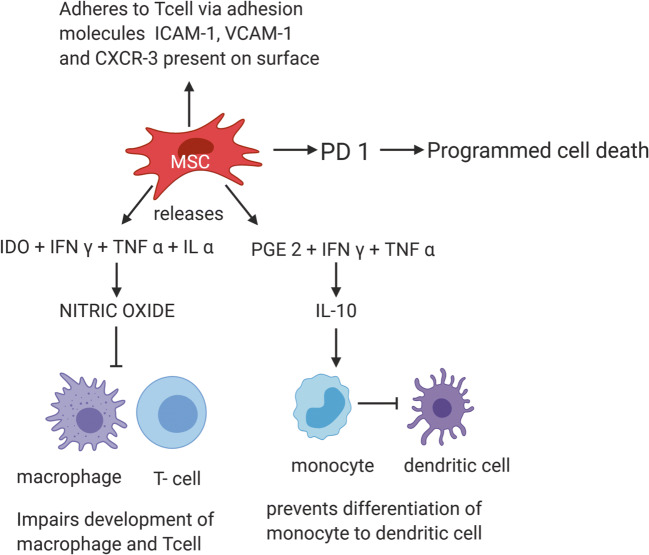 圖3：MSC通過TNF-α和細胞粘附分子介導的免疫抑制作用減少自身免疫效應