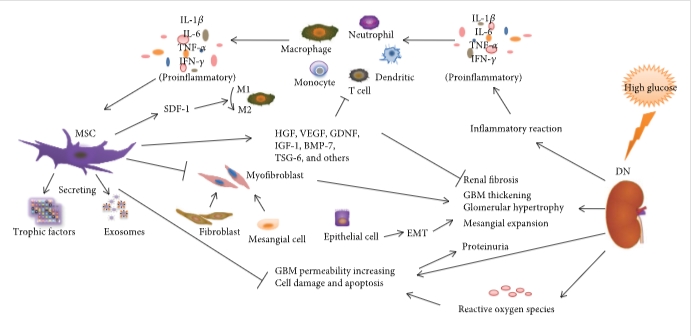 圖1:間充質干細胞通過調節炎癥反應、纖維化反應和免疫細胞來減輕DN的病理變化和臨床表現 圖1:間充質干細胞通過調節炎癥反應、纖維化反應和免疫細胞來減輕DN的病理變化和臨床表現