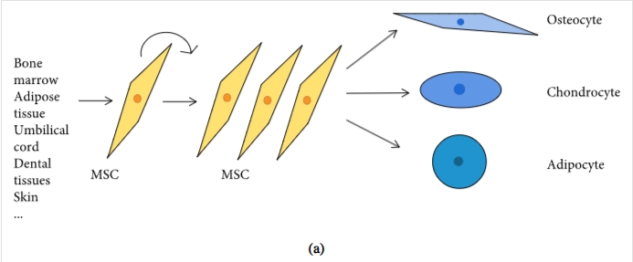 圖1：間充質干細胞促進組織修復和免疫抑制機制的示意圖