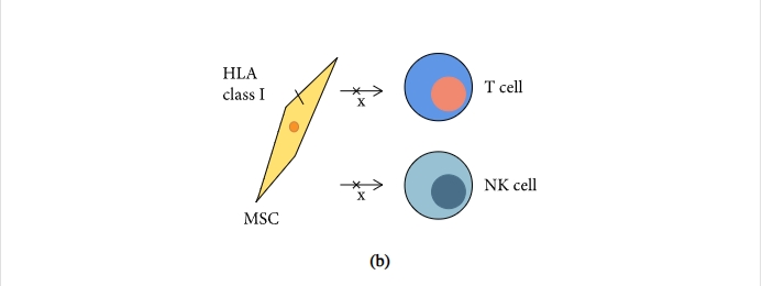 圖1：間充質干細胞促進組織修復和免疫抑制機制的示意圖