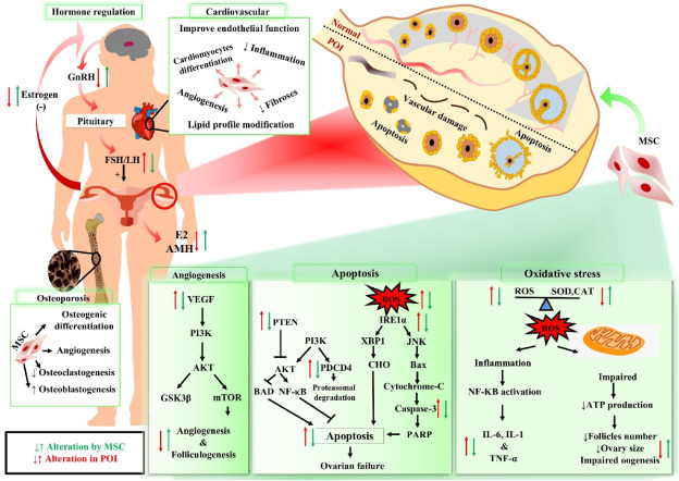 圖1：干細(xì)胞療法治療卵巢早衰（POI）患者的機(jī)制作用。