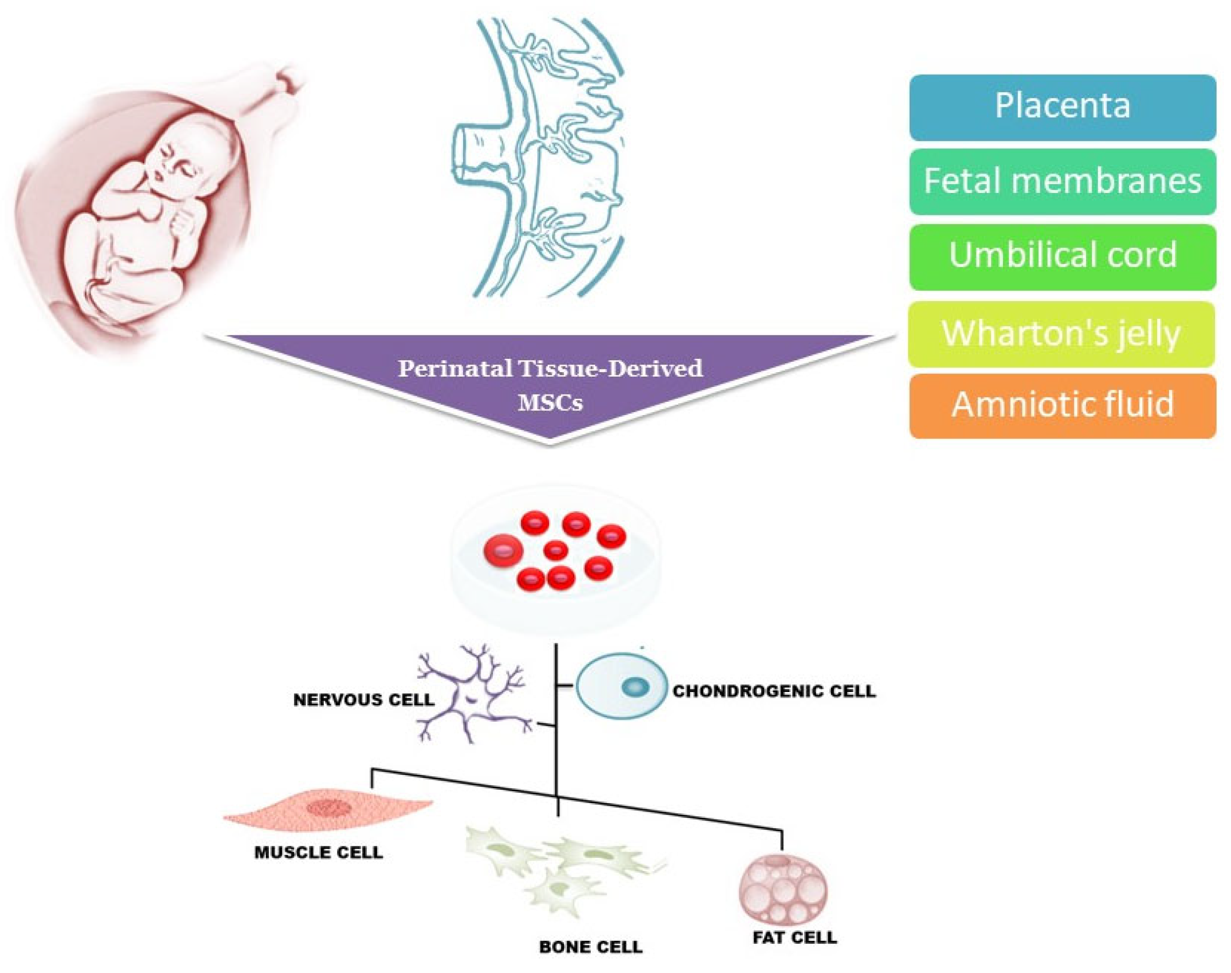 圖1：圍產(chǎn)期組織來(lái)源的干細(xì)胞可以從胎盤、胎膜、臍帶、沃頓膠和羊水中分離出來(lái)，可以分化成多種細(xì)胞譜系，包括肌肉細(xì)胞、神經(jīng)細(xì)胞、軟骨細(xì)胞、骨細(xì)胞和脂肪細(xì)胞。