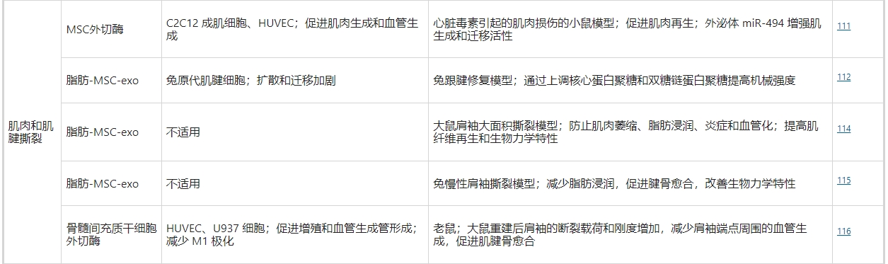 干細(xì)胞外泌體治療肌肉和肌腱撕裂