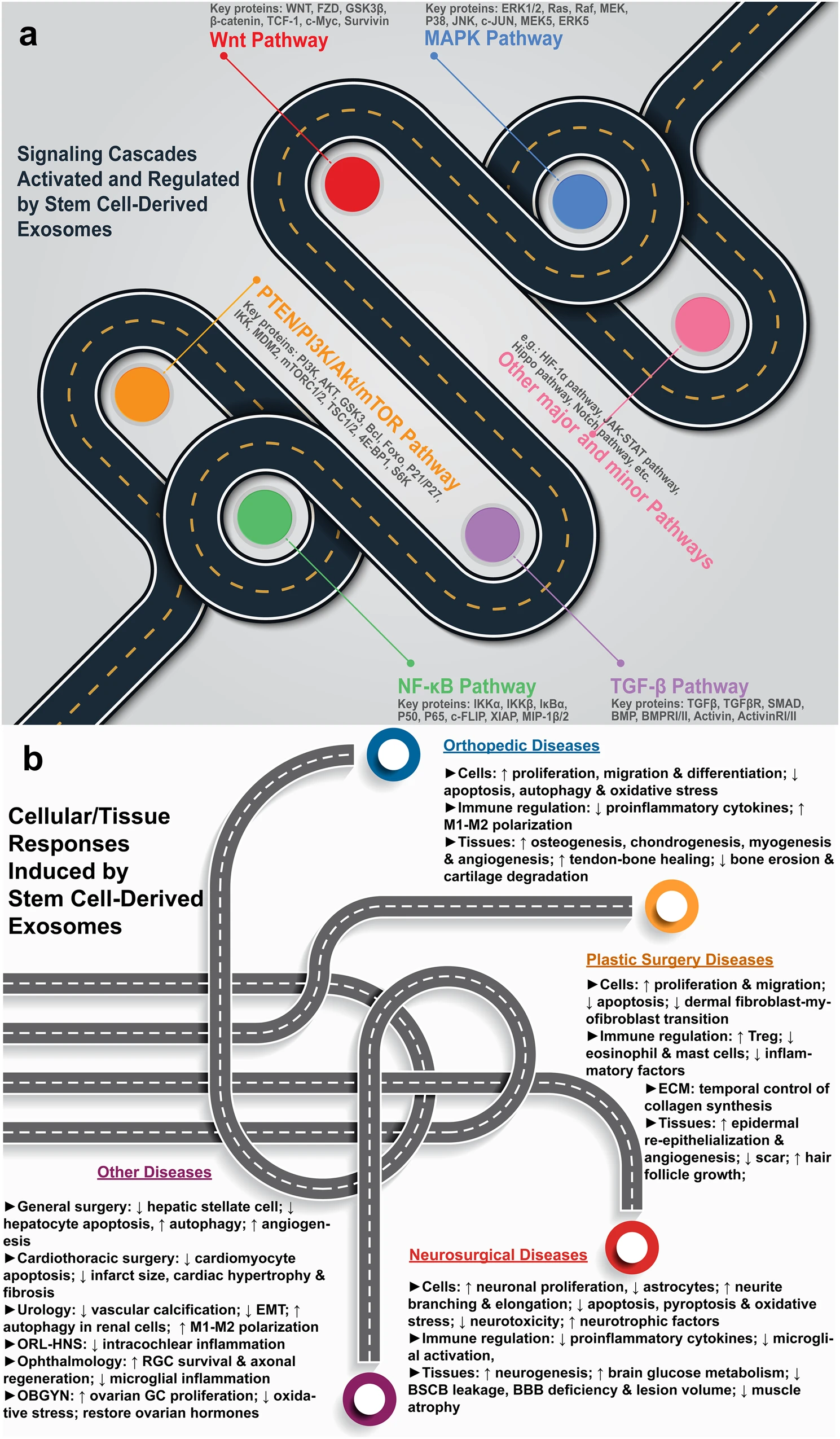 圖1：干細(xì)胞源性外泌體療法的機(jī)制。a各種信號通路的激活和調(diào)節(jié)。b疾病特異性細(xì)胞和組織反應(yīng)。