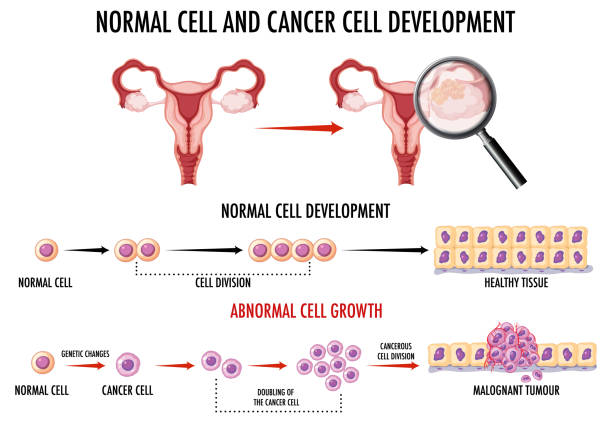 正常細胞和癌細胞的發展