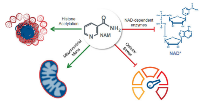 ▲NAM細(xì)胞擴(kuò)增技術(shù)原理（圖片來(lái)源：Gamida cell官網(wǎng)）