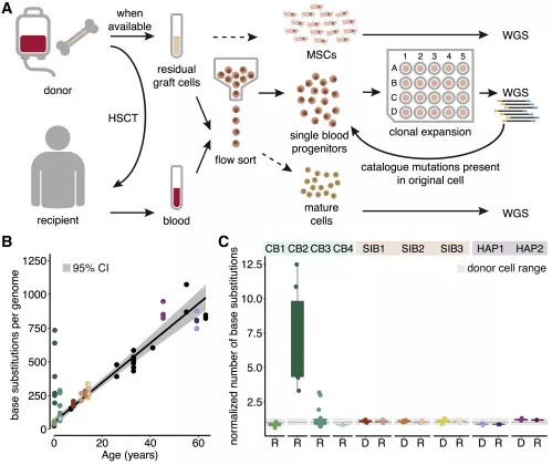 △瑪西瑪公主兒童腫瘤中心研究證實：人類造血干細胞移植相關的突變積累基本在健康基線范圍內，干細胞移植不會增加DNA突變概率