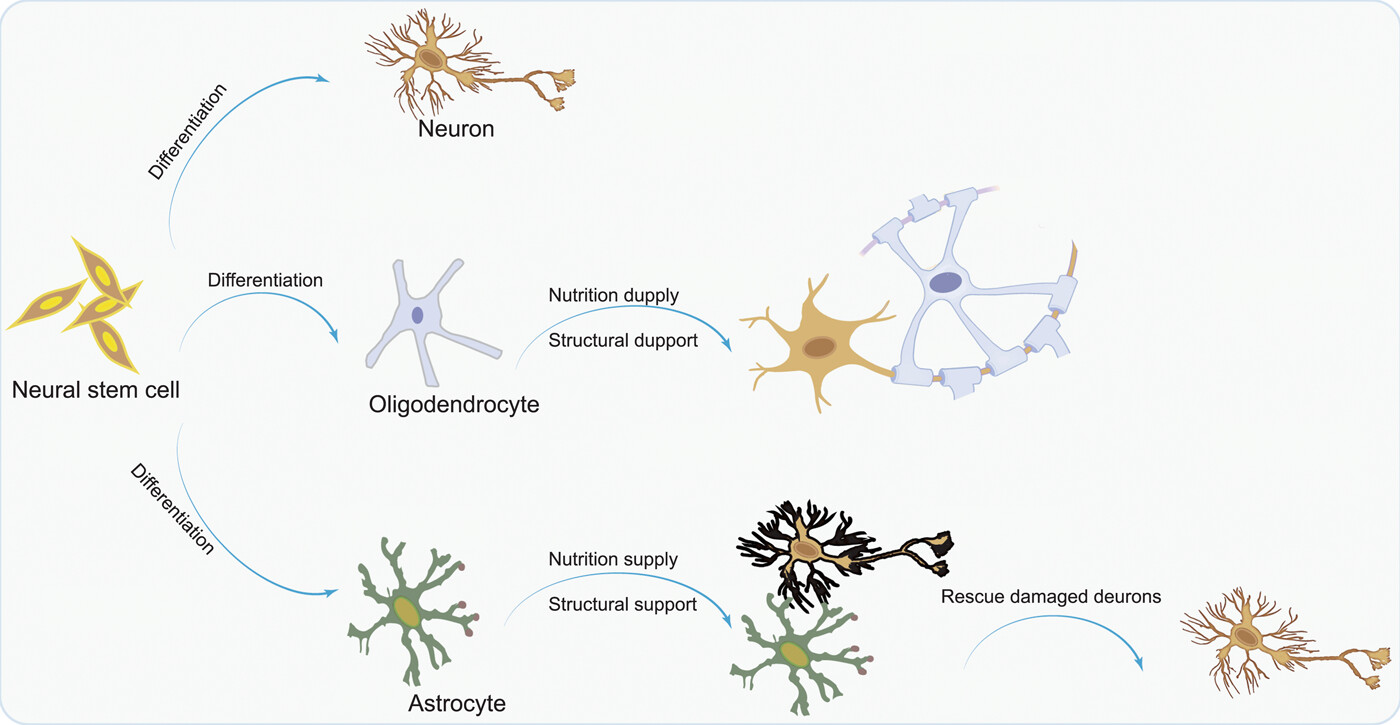 圖1：NSC分化為神經元，以補充大腦中因疾病而損失的神經元；少突膠質細胞