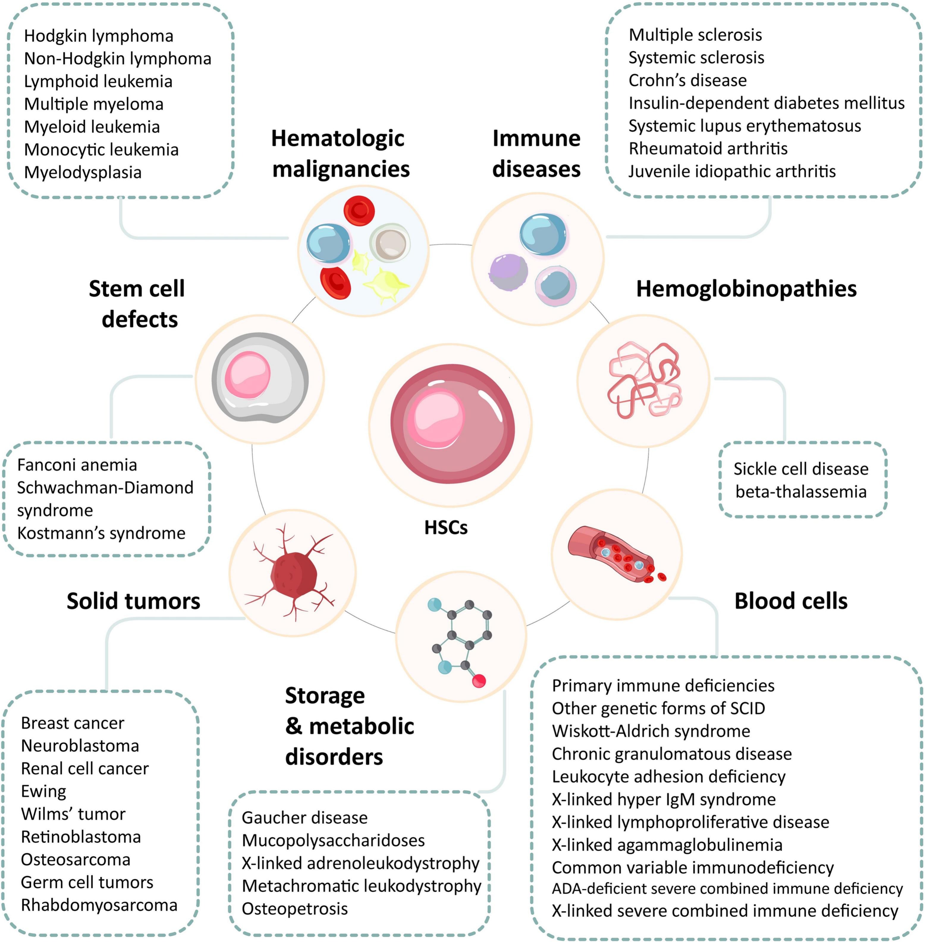 圖3：造血干細(xì)胞及其在治療血液和非血液疾病中的潛力。