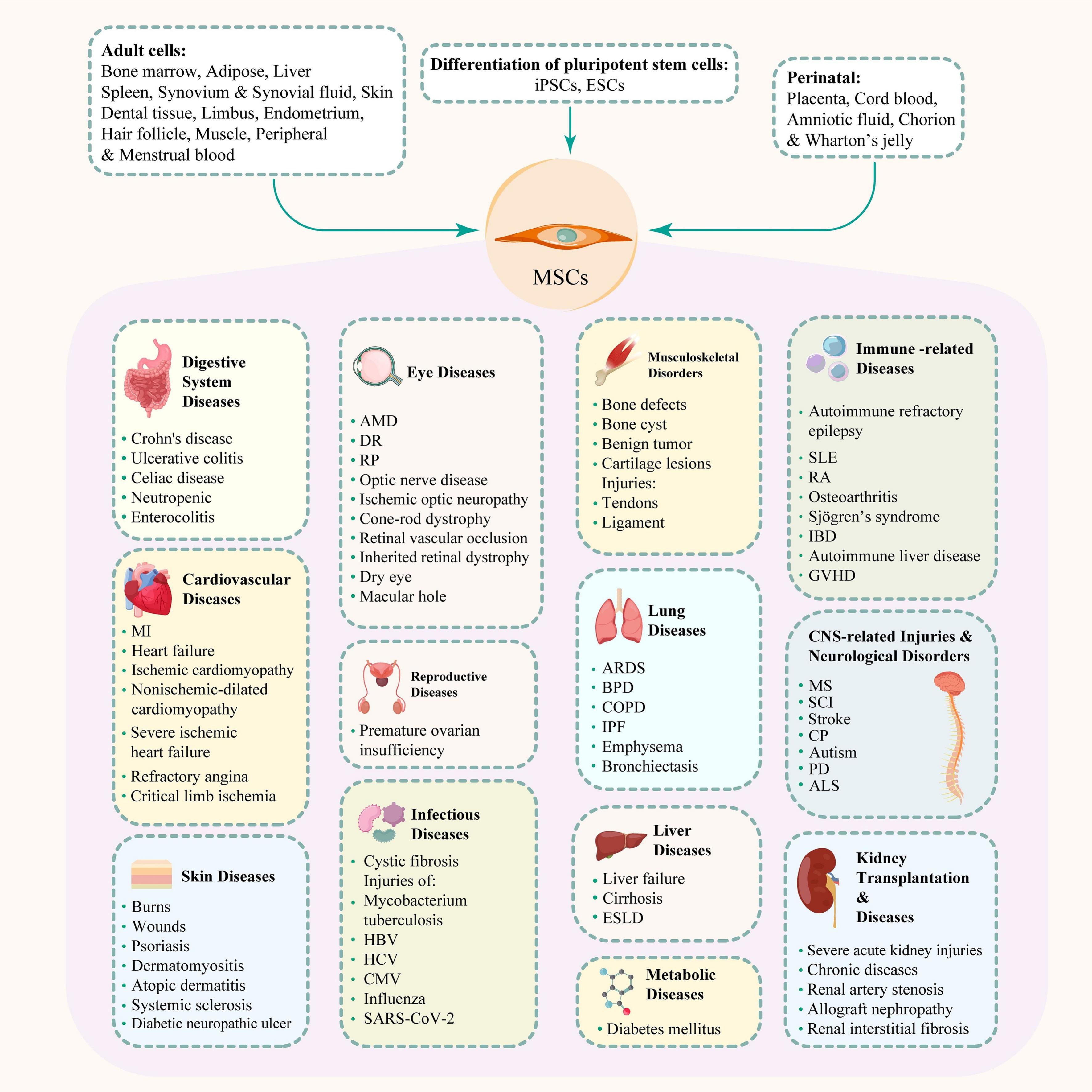 圖2：間充質(zhì)干細(xì)胞、其來源和治療潛力。