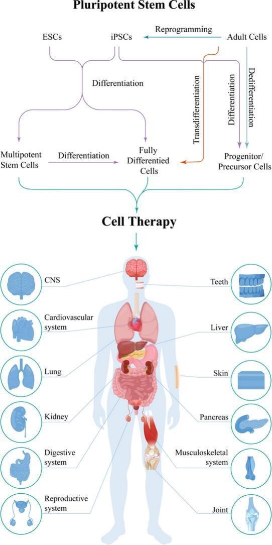 快速搞懂細(xì)胞全家福：同為細(xì)胞，它們有何不同？臨床應(yīng)用潛力如何？