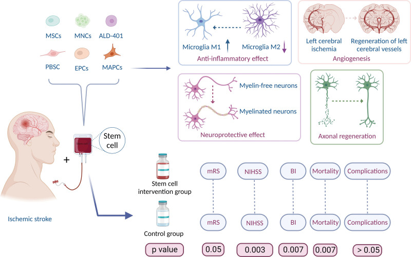 圖7：干細胞治療缺血性中風的作用機制。