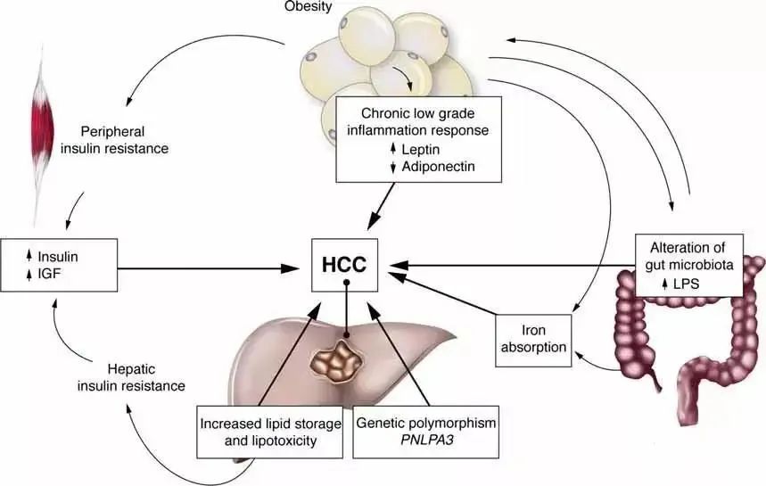 乙肝病毒DNA的特殊構(gòu)造