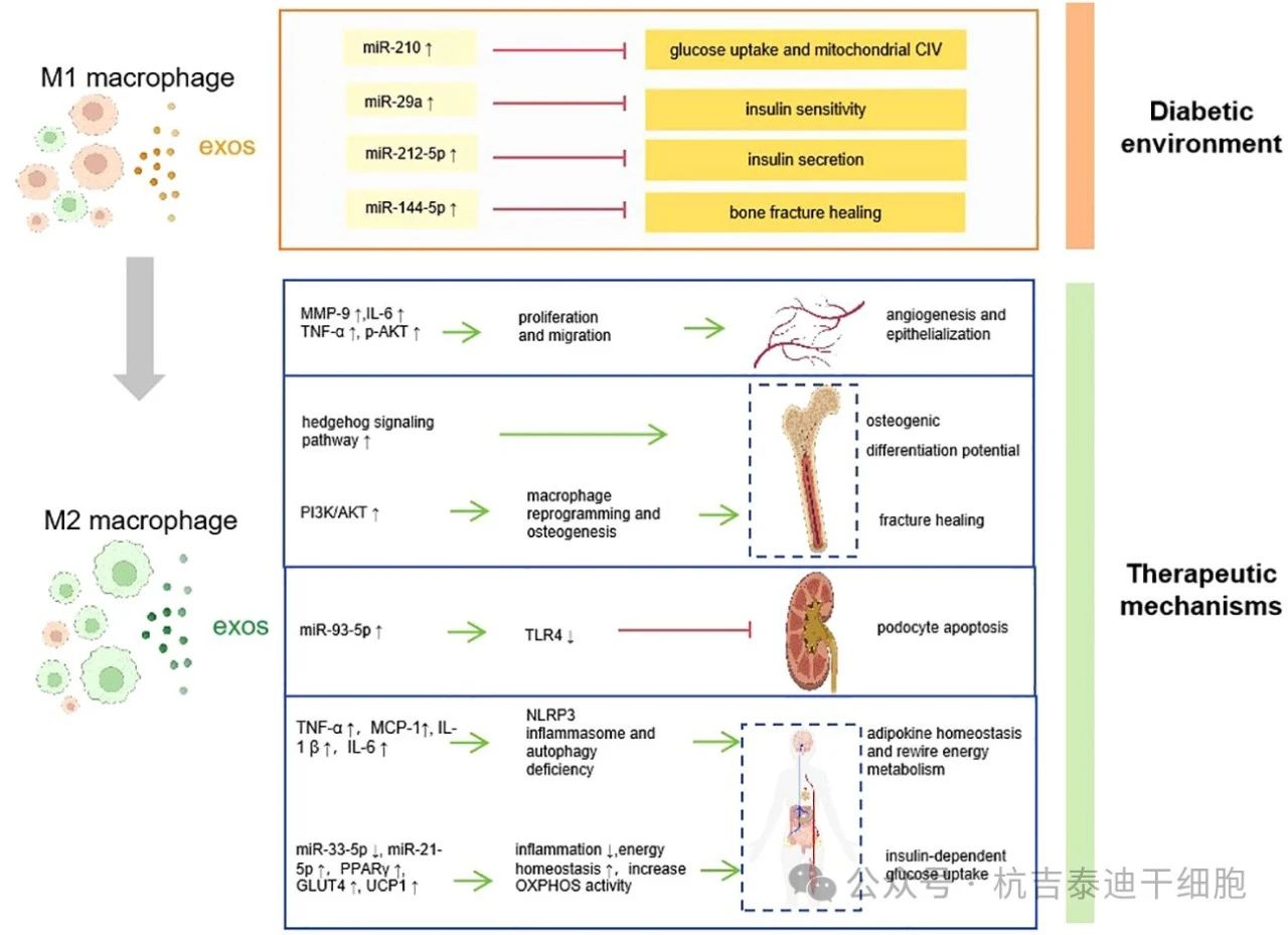 圖1：巨噬細(xì)胞衍生的外泌體如何促進(jìn)糖尿病的發(fā)病機(jī)制、并發(fā)癥和治療。