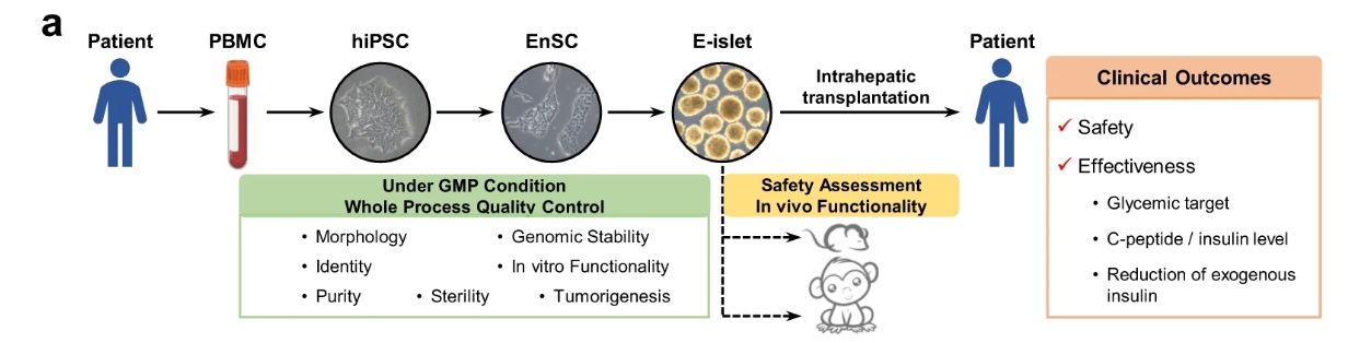 a?E-胰島的生成和質(zhì)量控制以及E-胰島移植的安全性/有效性評(píng)估的主要程序簡(jiǎn)要說(shuō)明。